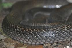 Oxyuranus scutellatus canni