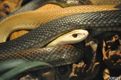 Oxyuranus scutellatus