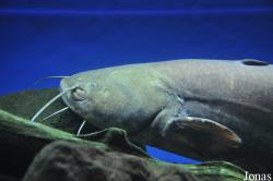 Aquarium Pod hladinou Vltavy