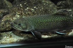 Salvelinus fontinalis