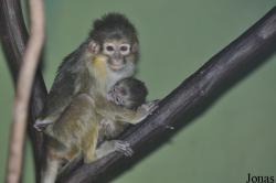 Zoo Praha