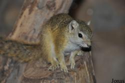Paraxerus cepapi