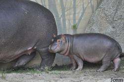 Zoo Praha