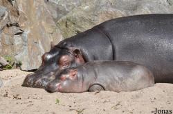 Zoo Praha