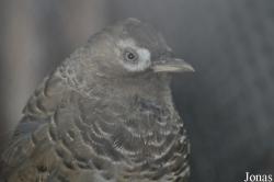 Ianthocincla lunulata