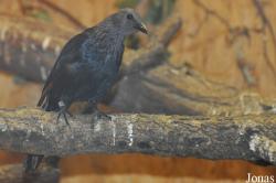 Zoo Praha