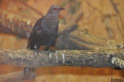 Zoo Praha