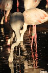 Zoo Praha