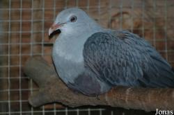 Ducula carola