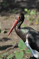 Zoo Praha