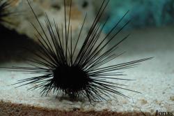 Echinoidea