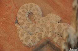 Cerastes vipera