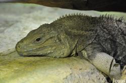Cyclura lewisi