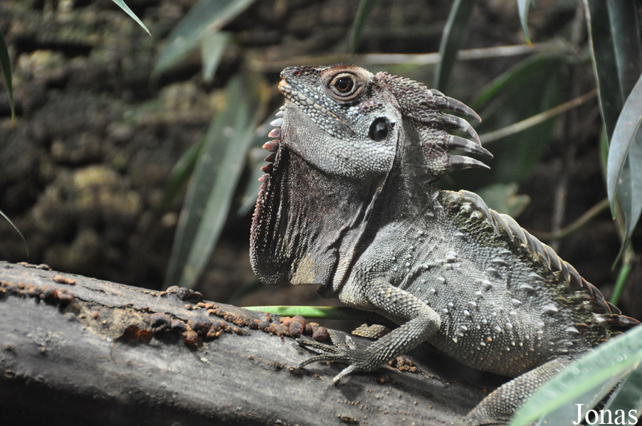 Naturkundemuseum Karlsruhe