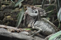 Hypsilurus dilophus