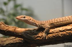 Naturkundemuseum Karlsruhe
