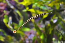 Doryrhamphus dactyliophorus