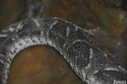 Bothropoides neuwiedi
