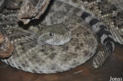 Parc Zoologique et Vivarium du Bois du Petit Château