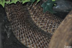 Parc Zoologique et Vivarium du Bois du Petit Château