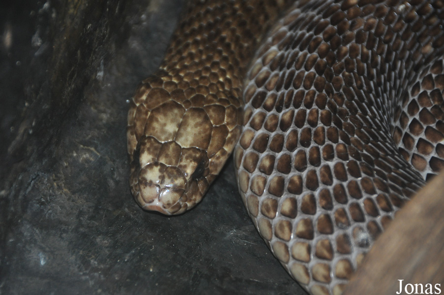 Parc Zoologique et Vivarium du Bois du Petit Château