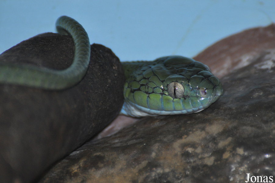 Parc Zoologique et Vivarium du Bois du Petit Château