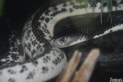 Parc Zoologique et Vivarium du Bois du Petit Château