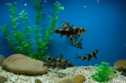 Sarcocheilichthys sinensis