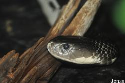 Parc Zoologique et Vivarium du Bois du Petit Château