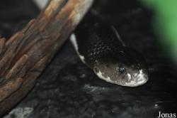 Parc Zoologique et Vivarium du Bois du Petit Château