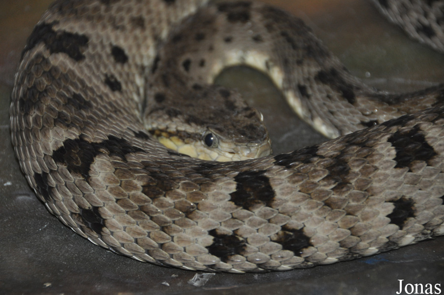 Parc Zoologique et Vivarium du Bois du Petit Château