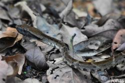 Bothrops atrox
