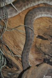 Parc Zoologique et Vivarium du Bois du Petit Château