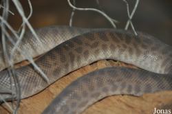 Parc Zoologique et Vivarium du Bois du Petit Château