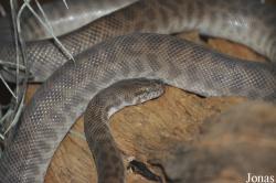 Parc Zoologique et Vivarium du Bois du Petit Château