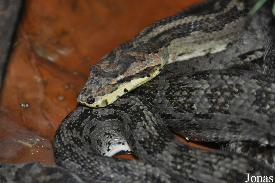 Parc Zoologique et Vivarium du Bois du Petit Château