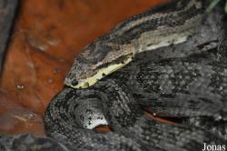 Parc Zoologique et Vivarium du Bois du Petit Château