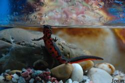 Cynops orientalis