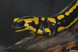 Caudata