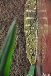 Reptiles Farm/Reptiles du Monde