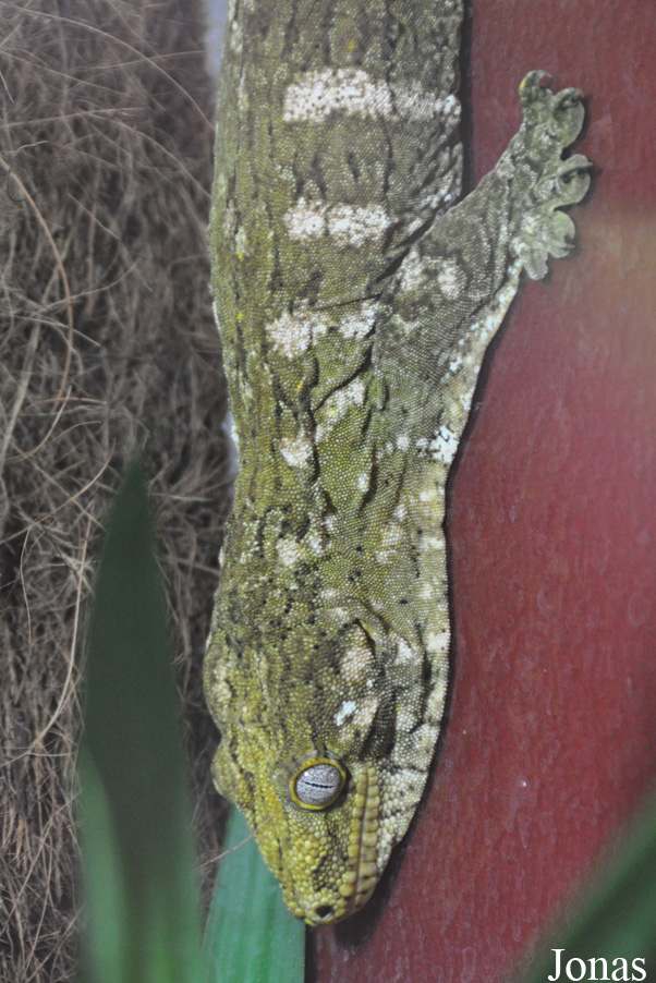Reptiles Farm/Reptiles du Monde