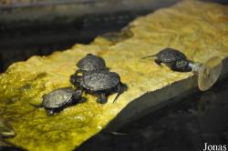 Reptiles Farm/Reptiles du Monde