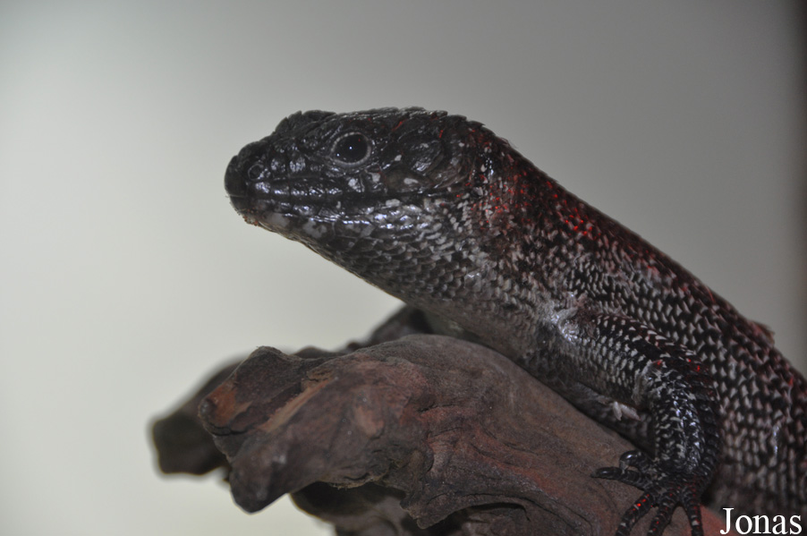 Reptiles Farm/Reptiles du Monde