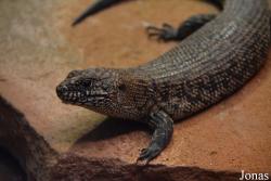 Egernia cunninghami
