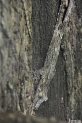 Uroplatus sikorae