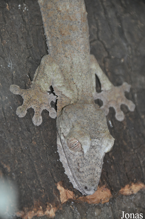 Reptiles Farm/Reptiles du Monde