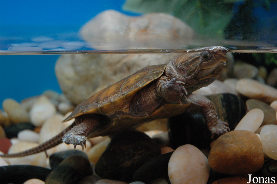 Shanghai Ocean Aquarium