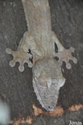 Reptiles Farm/Reptiles du Monde