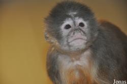 Zoo de Servion