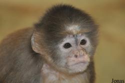 Zoo de Servion